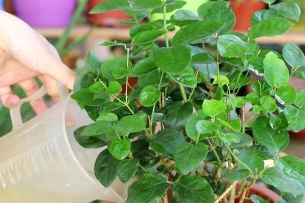 盆栽茉莉花的养殖注意事项，比较喜欢湿润的土壤