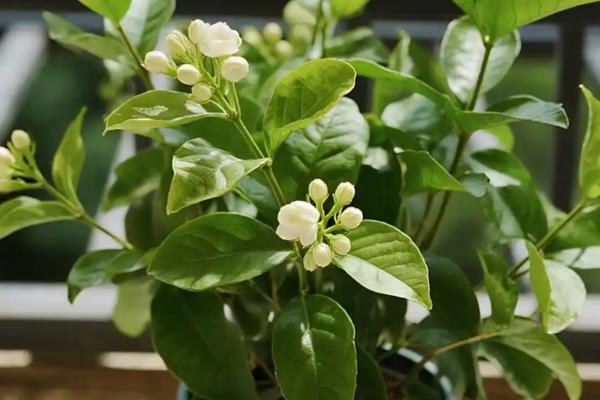 盆栽茉莉花的养殖注意事项，比较喜欢湿润的土壤