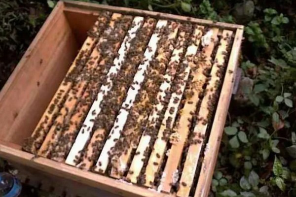 一箱蜂一年能分几箱，因分蜂方法不同而不同
