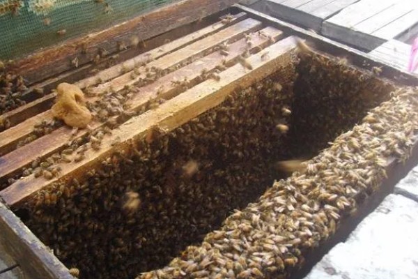 一箱蜂一年能分几箱，因分蜂方法不同而不同