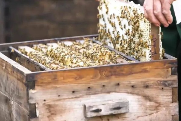 一箱蜂一年能分几箱，因分蜂方法不同而不同