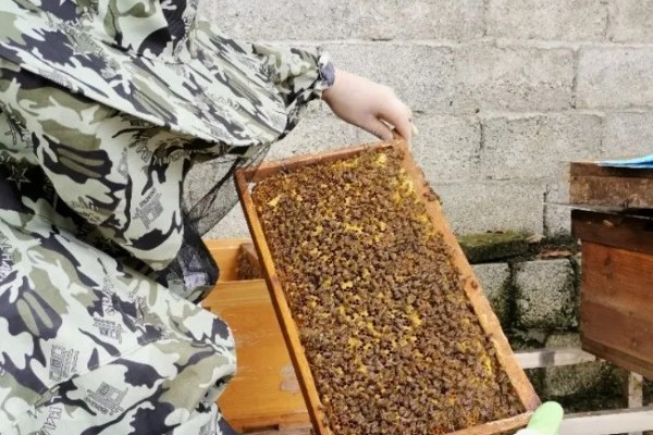 一箱蜂一年能分几箱，因分蜂方法不同而不同