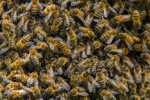 一箱蜂一年能分几箱，因分蜂方法不同而不同