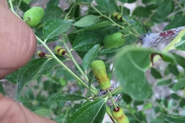 冬枣缩果病如何防治，增施有机肥和磷钾肥可提高抗病性