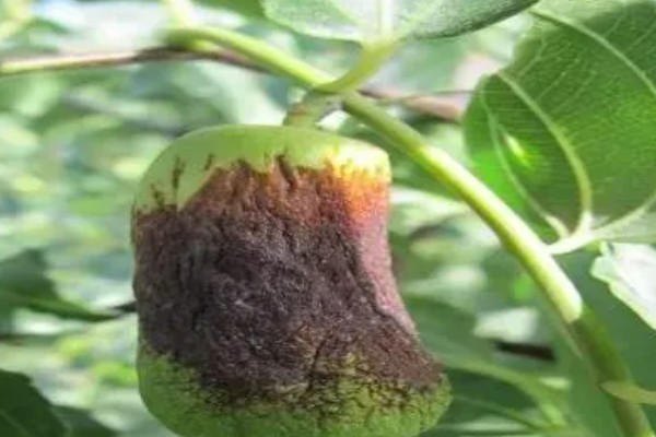 冬枣缩果病如何防治，增施有机肥和磷钾肥可提高抗病性