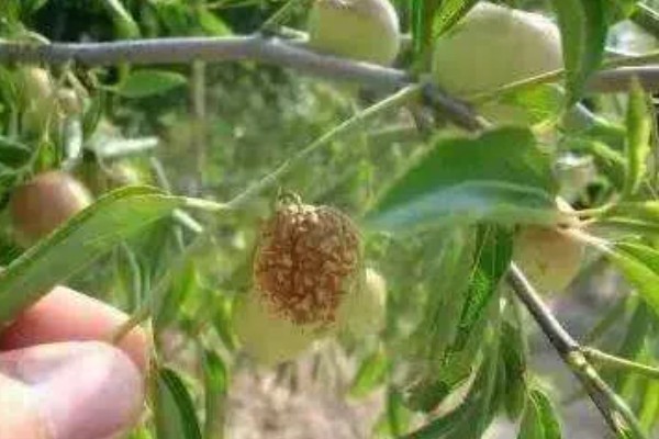 冬枣缩果病如何防治，增施有机肥和磷钾肥可提高抗病性