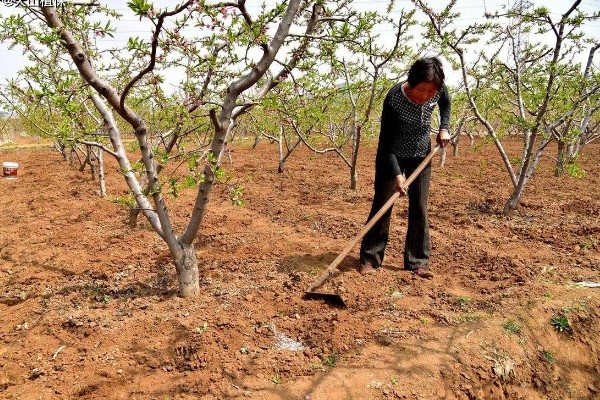 冬枣缩果病如何防治，增施有机肥和磷钾肥可提高抗病性