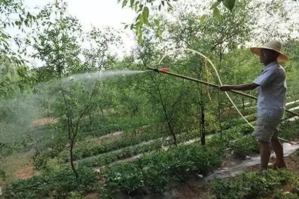 冬枣缩果病如何防治，增施有机肥和磷钾肥可提高抗病性