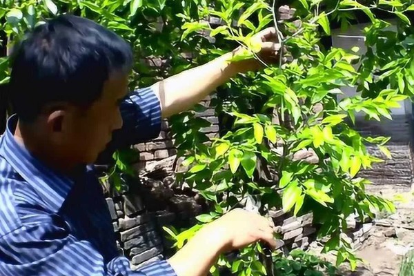 冬枣缩果病如何防治，增施有机肥和磷钾肥可提高抗病性