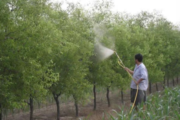 冬枣缩果病如何防治，增施有机肥和磷钾肥可提高抗病性