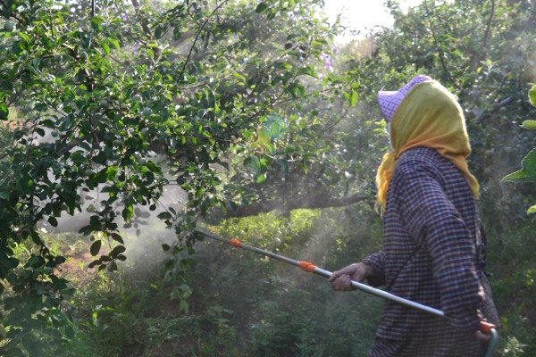 冬枣缩果病如何防治，增施有机肥和磷钾肥可提高抗病性