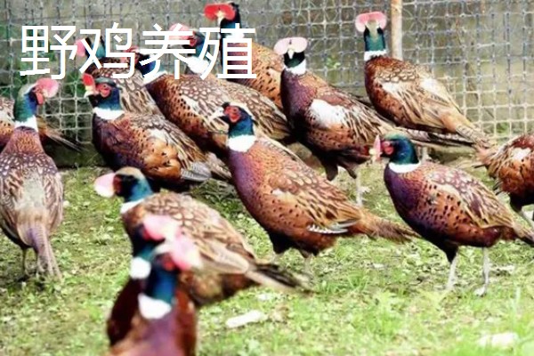 农村养殖好项目，推荐狐狸养殖、野鸡养殖等