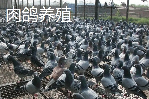 农村养殖好项目，推荐狐狸养殖、野鸡养殖等