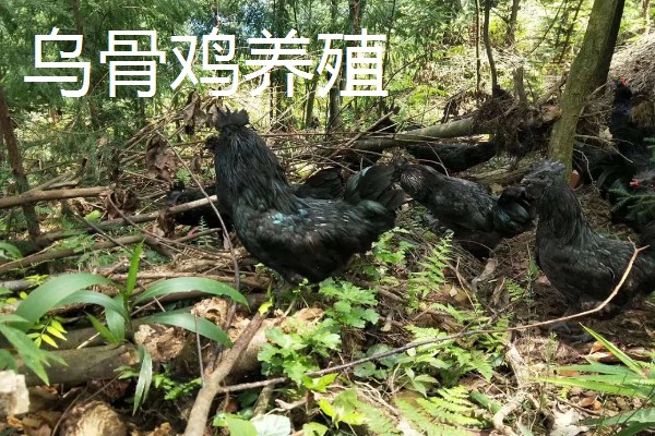 农村养殖好项目，推荐狐狸养殖、野鸡养殖等