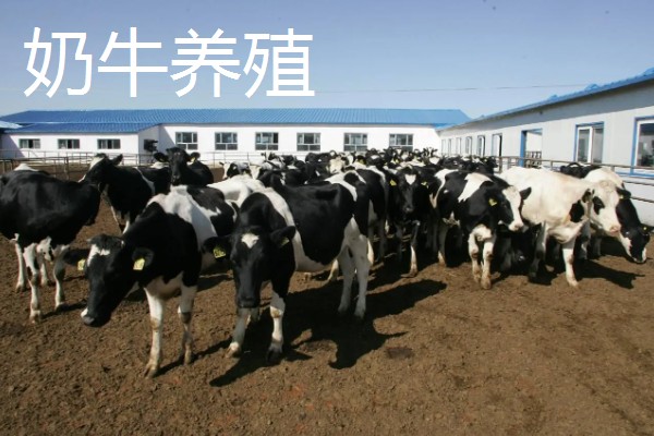 农村养殖好项目，推荐狐狸养殖、野鸡养殖等