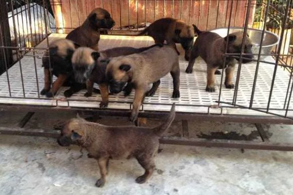 农村养殖好项目，推荐狐狸养殖、野鸡养殖等