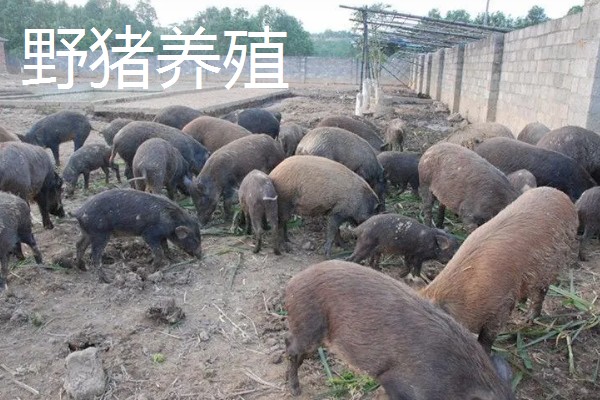 农村养殖好项目，推荐狐狸养殖、野鸡养殖等