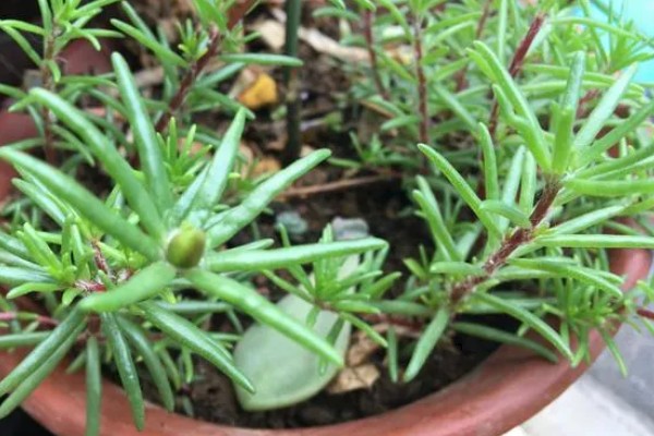 半枝莲的养殖方法，要为植株提供全日照