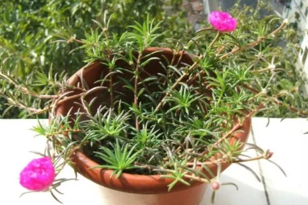 半枝莲的养殖方法，要为植株提供全日照