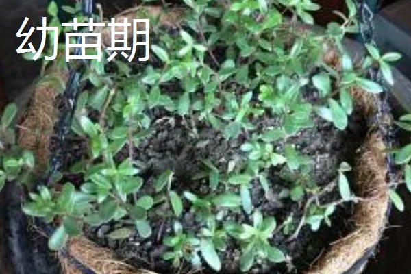 半枝莲的养殖方法，要为植株提供全日照