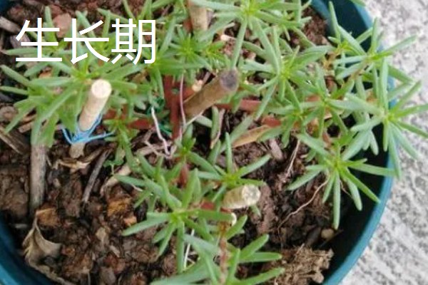 半枝莲的养殖方法，要为植株提供全日照
