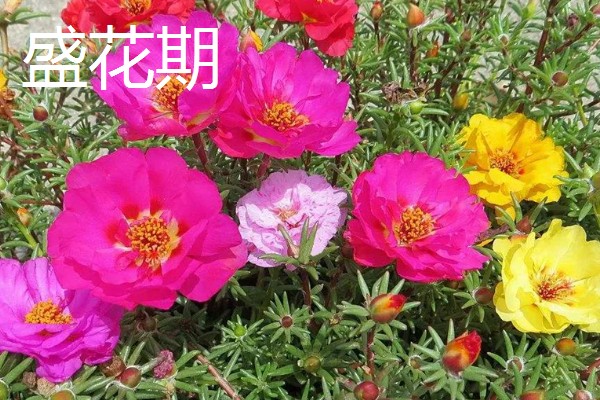 半枝莲的养殖方法，要为植株提供全日照