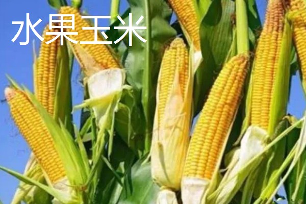 农村有什么赚钱的种植和养殖项目，水果玉米、莴笋、斑嘴鸭等种类值得考虑