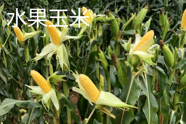 农村有什么赚钱的种植和养殖项目，水果玉米、莴笋、斑嘴鸭等种类值得考虑