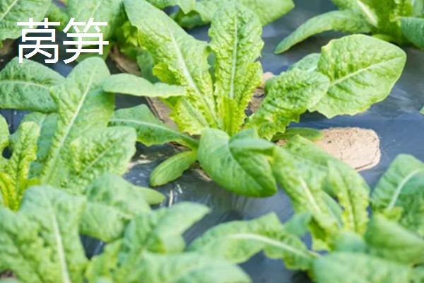 农村有什么赚钱的种植和养殖项目，水果玉米、莴笋、斑嘴鸭等种类值得考虑