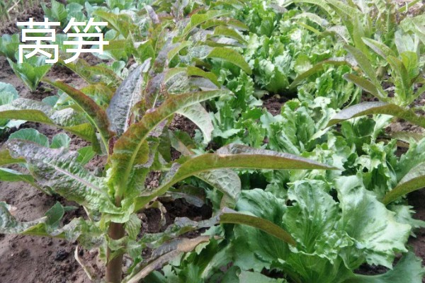 农村有什么赚钱的种植和养殖项目，水果玉米、莴笋、斑嘴鸭等种类值得考虑