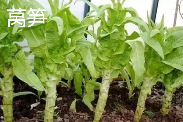 农村有什么赚钱的种植和养殖项目，水果玉米、莴笋、斑嘴鸭等种类值得考虑