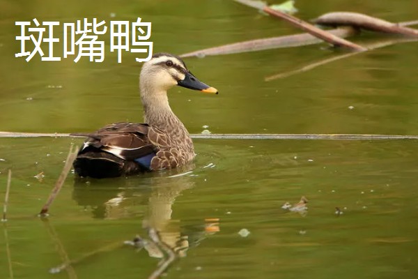 农村有什么赚钱的种植和养殖项目，水果玉米、莴笋、斑嘴鸭等种类值得考虑