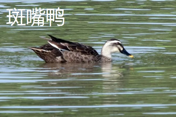 农村有什么赚钱的种植和养殖项目，水果玉米、莴笋、斑嘴鸭等种类值得考虑