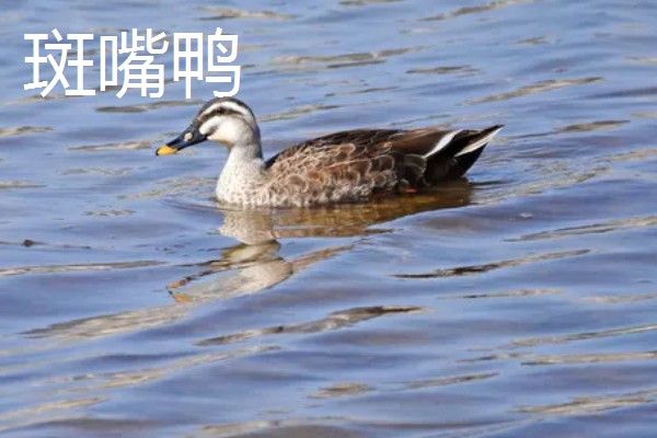 农村有什么赚钱的种植和养殖项目，水果玉米、莴笋、斑嘴鸭等种类值得考虑