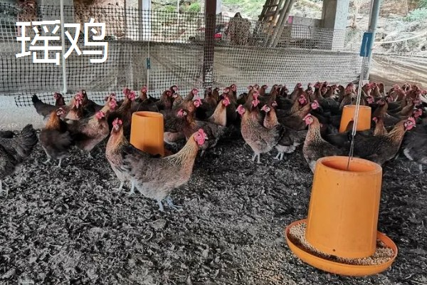 农村有什么赚钱的种植和养殖项目，水果玉米、莴笋、斑嘴鸭等种类值得考虑