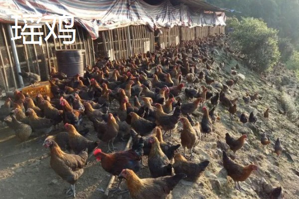 农村有什么赚钱的种植和养殖项目，水果玉米、莴笋、斑嘴鸭等种类值得考虑