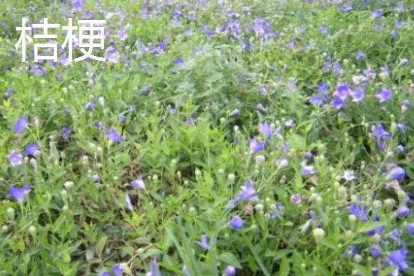 农村有什么赚钱的种植和养殖项目，水果玉米、莴笋、斑嘴鸭等种类值得考虑