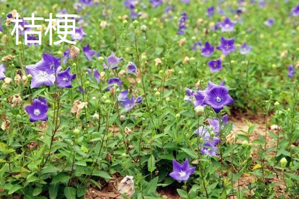 农村有什么赚钱的种植和养殖项目，水果玉米、莴笋、斑嘴鸭等种类值得考虑