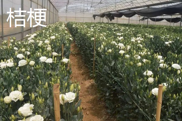 农村有什么赚钱的种植和养殖项目，水果玉米、莴笋、斑嘴鸭等种类值得考虑