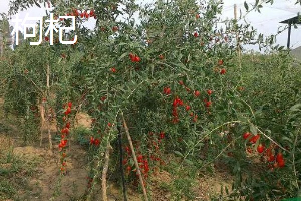 农村有什么赚钱的种植和养殖项目，水果玉米、莴笋、斑嘴鸭等种类值得考虑