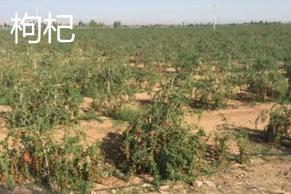 农村有什么赚钱的种植和养殖项目，水果玉米、莴笋、斑嘴鸭等种类值得考虑