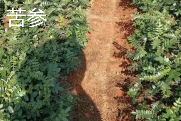 农村有什么赚钱的种植和养殖项目，水果玉米、莴笋、斑嘴鸭等种类值得考虑