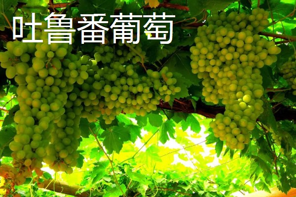吐鲁番市的特产,吐鲁番葡萄闻名全国