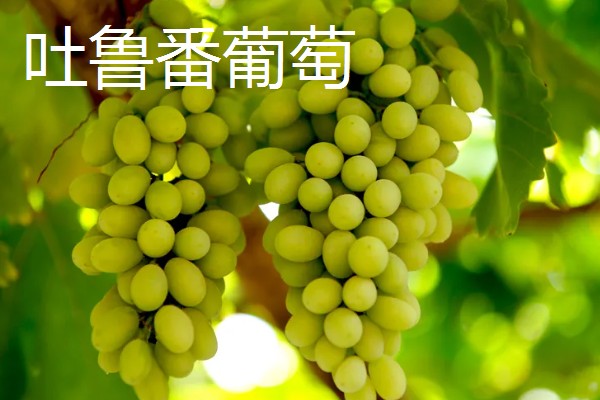 吐鲁番市的特产,吐鲁番葡萄闻名全国