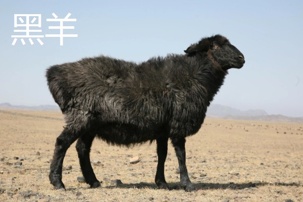 吐鲁番市的特产,吐鲁番葡萄闻名全国