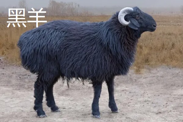 吐鲁番市的特产,吐鲁番葡萄闻名全国