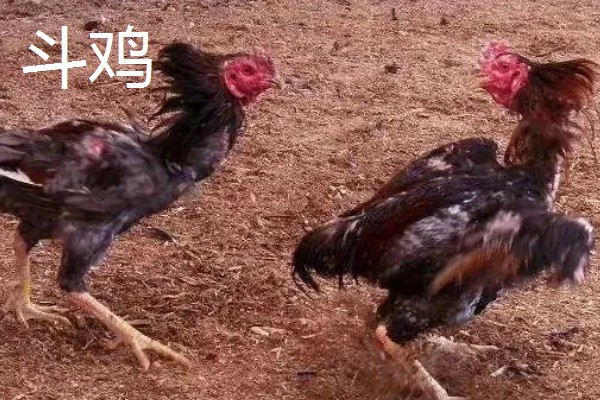 吐鲁番市的特产,吐鲁番葡萄闻名全国