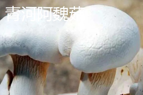 吐鲁番市的特产,吐鲁番葡萄闻名全国