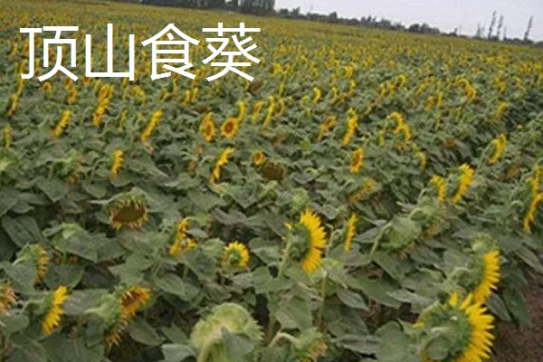 吐鲁番市的特产,吐鲁番葡萄闻名全国