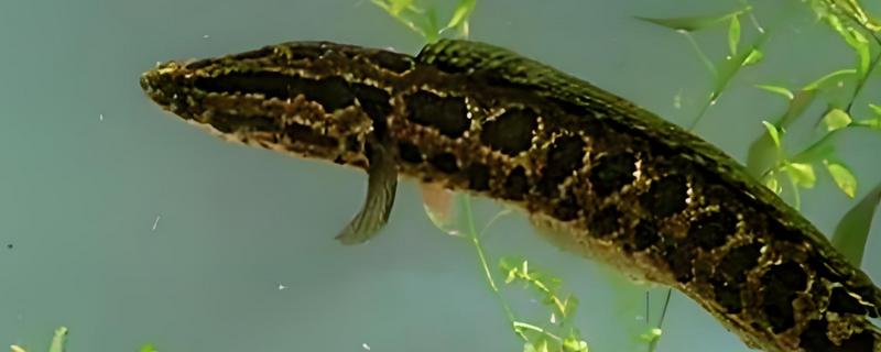 有哪些刺少好吃的淡水鱼,常见黑鱼、黄辣丁等品种